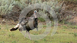 Wild turkey tom in breeding plumage in a green field