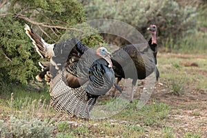 Wild turkey tom displaying to his lady friend