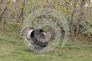 A wild turkey tom displays in a landscape filled with fresh spring green.