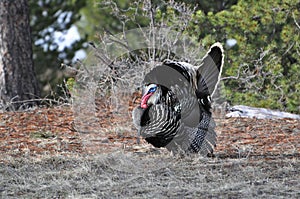 Wild turkey tom gobbler displaying his tail feathers