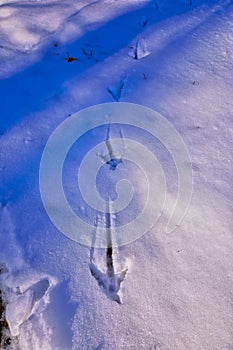 Wild Turkey tracks in the snow in southwest WI