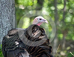 Wild Turkey in trees