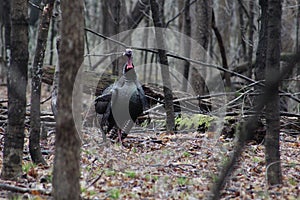 Wild Turkey