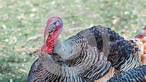 Wild turkey, an upland ground bird
