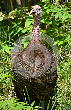 The wild turkey is an upland ground bird native