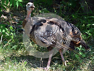 The wild turkey is an upland ground bird native to North America