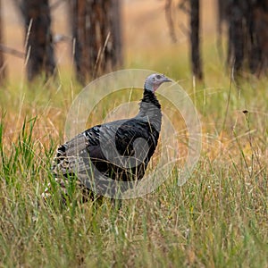 Wild turkey walking on roadside along Wyoming 110 at Devils Tower National Monument in Wyoming