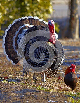 Wild Turkey with wheel and little Gallic