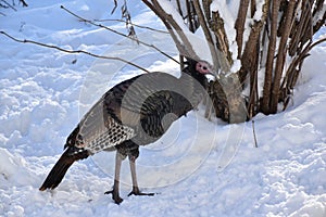 A wild turkey in winter