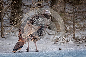 Wild turkey in the winter forest