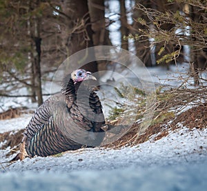 Wild turkey in the winter forest