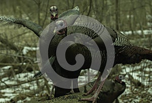 Wild Turkey On A Wood Stump