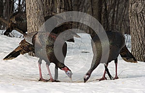 Wild Turkeys