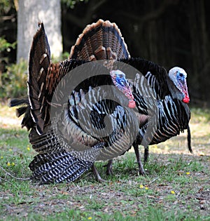 Wild Turkeys