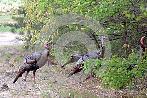 Wild Turkeys