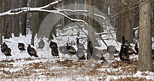 Wild Turkeys