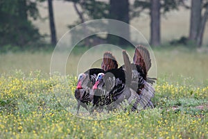 Wild turkeys