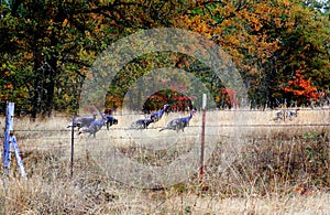 Wild Turkeys