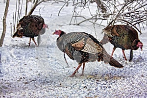 Wild Turkeys