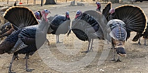 Wild Turkeys around Thanksgiving on sand