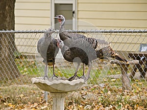 Wild turkeys on birdbath