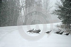 Wild Turkeys In Blizzard