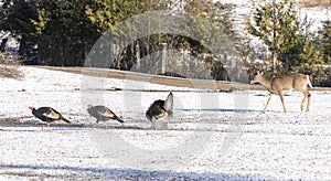 Wild Turkeys and a deer keeping COVID-19 distancing