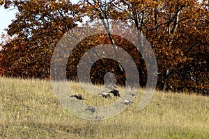 Wild Turkeys in Fall    603253