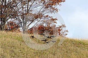 Wild Turkeys in Fall  603242