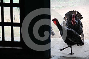 Wild turkeys in the farmhouse