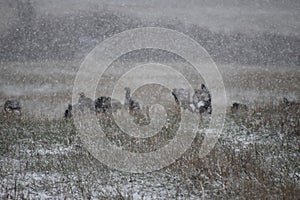 Wild turkeys in a field in the fall