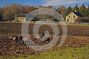 Wild turkeys foraging in a farmer's field