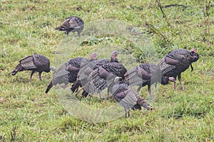 Wild turkeys in Great Smoky Mountains National Park North Carolina.