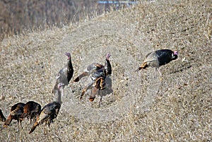 Wild Turkeys on a Hillside