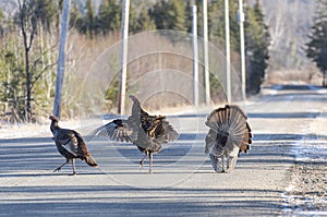 Wild Turkeys keeping COVID-19 distancing