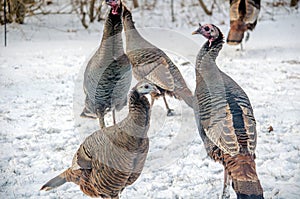 Wild turkeys looking for food