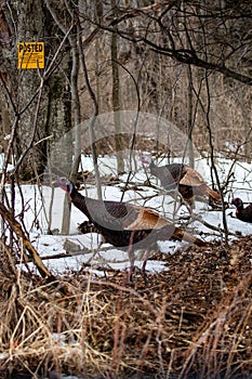 Wild Turkeys Meleagris gallopavo walking through a Wisconsin forest with a posted sign