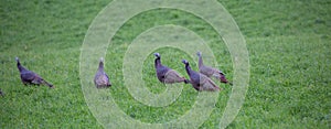 Wild Turkeys Meleagris gallopavo in a Wisconsin hayfield in October