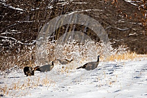 Wild turkeys Meleagris gallopavo after a Wisconsin snow storm in December
