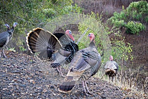 Wild turkeys in Mt Diablo State Park
