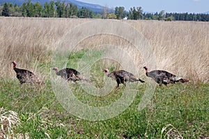 Wild Turkeys near Hamilton, Montana