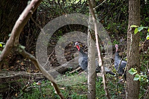 Wild Turkeys in New Zealand Forest