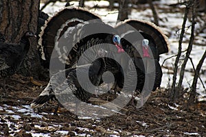 Wild Turkeys in the Snow