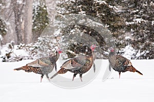 Wild Turkeys In Snow