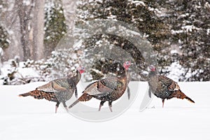 Wild Turkeys In Snow photo