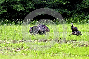 Wild Turkeys in Spring      604352