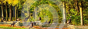 Wild turkeys  standing on and around a fence in early autumn, panoramic