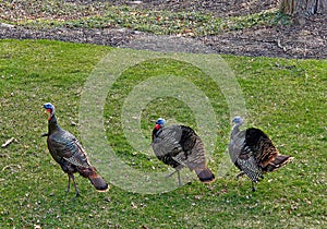Wild Turkeys Strutting On Green Lawn