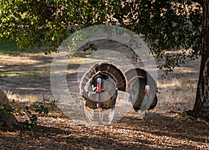 Wild turkeys strutting in sunshine