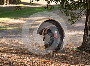 Wild turkeys strutting in sunshine